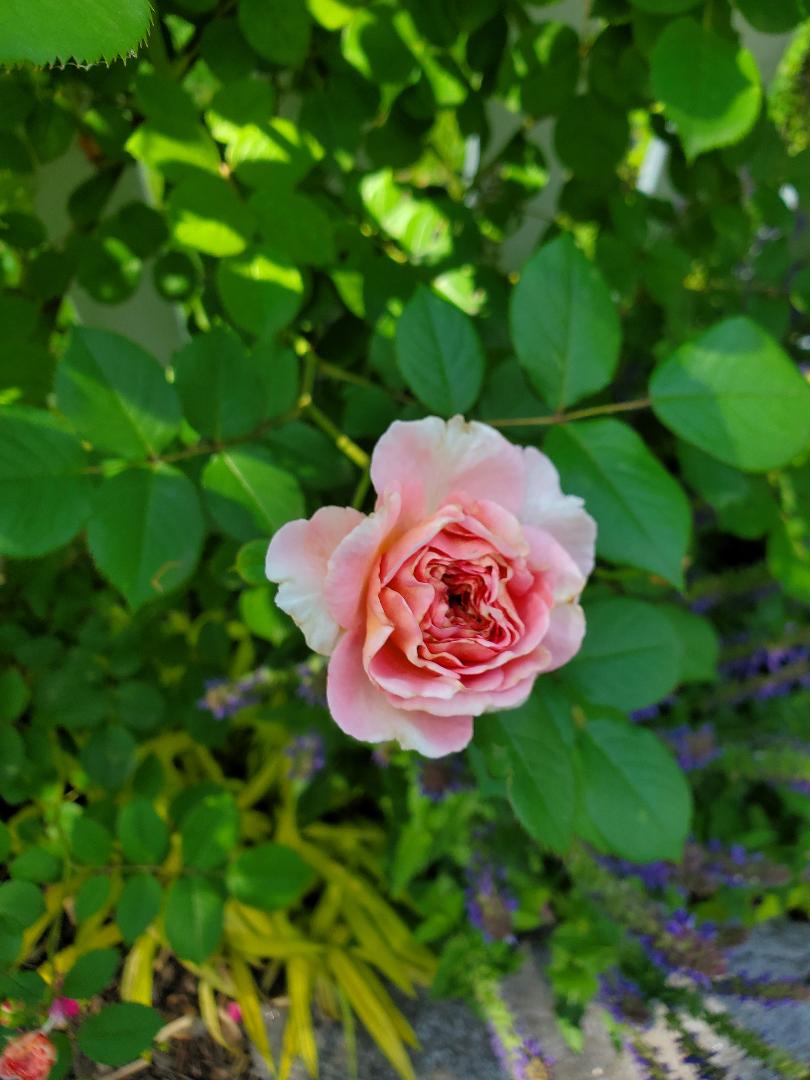 THRIPS￼ | Monroe County Master Gardener Association