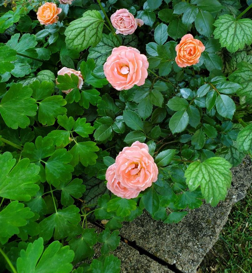 THRIPS￼ | Monroe County Master Gardener Association