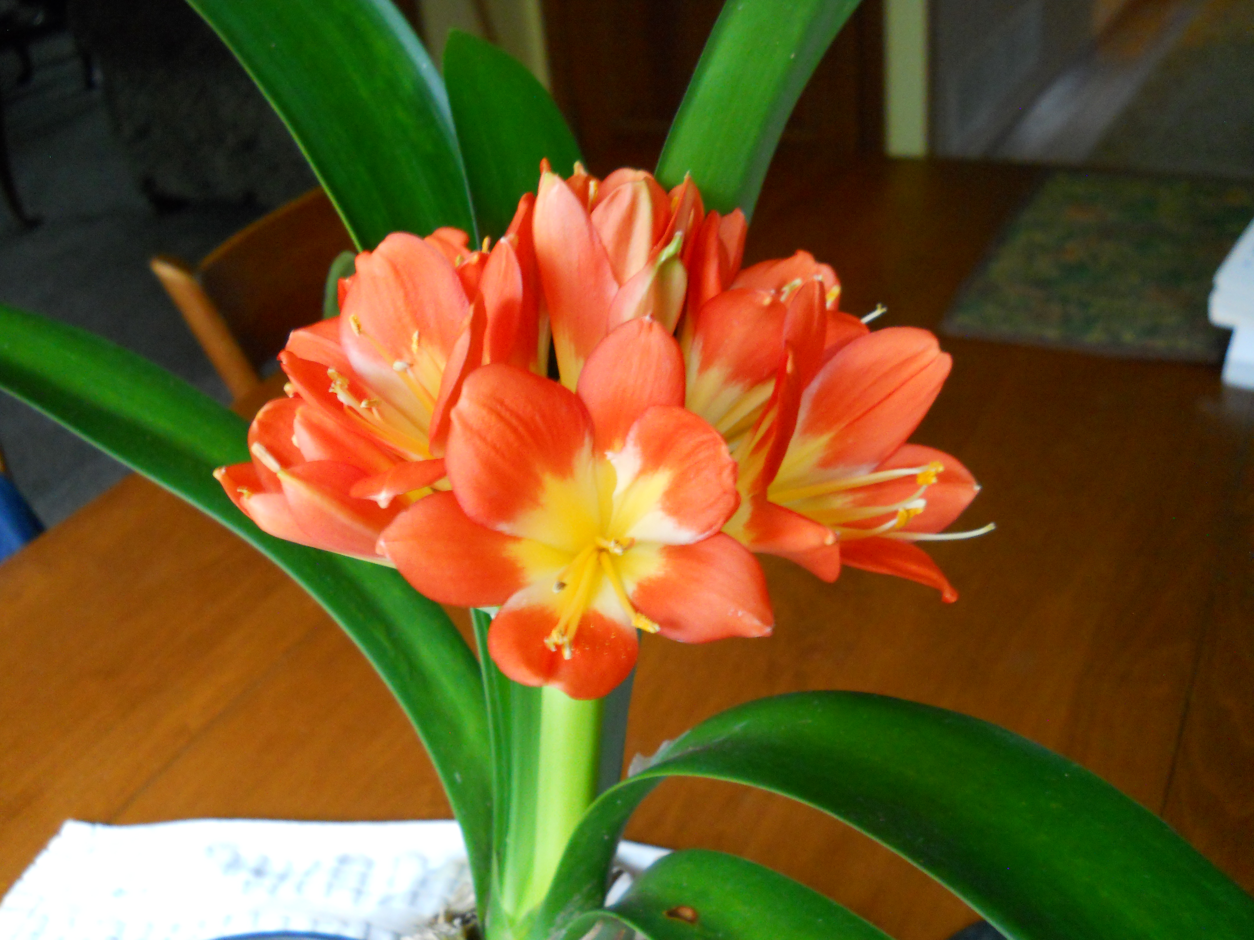 Clivia | Monroe County Master Gardener Association